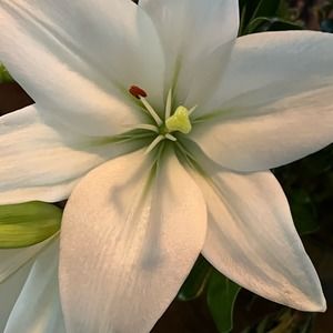 Meet your Posher, Toby